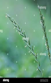 Attēlu rezultāti vaicājumam “Elytrigia repens”