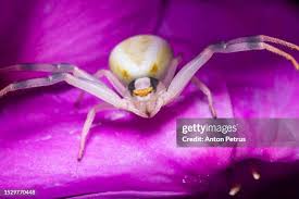 Attēlu rezultāti vaicājumam “Misumena vatia”