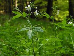 Attēlu rezultāti vaicājumam “Cardamine amara”