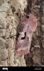 Attēlu rezultāti vaicājumam “Orthosia gothica”