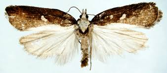 Attēlu rezultāti vaicājumam “Acleris cristana”