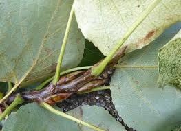 Attēlu rezultāti vaicājumam “Populus x gileadensis”