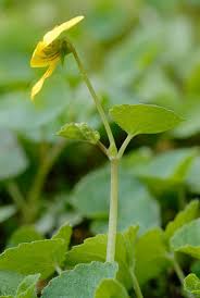 Attēlu rezultāti vaicājumam “Viola rupestris bud”