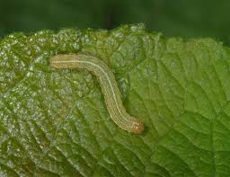 Attēlu rezultāti vaicājumam “Orthosia opima”