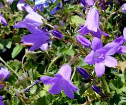 Image result for Campanula affinis
