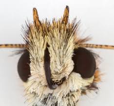Attēlu rezultāti vaicājumam “Thymelicus lineola female”