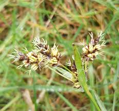 Attēlu rezultāti vaicājumam “Luzula campestris”