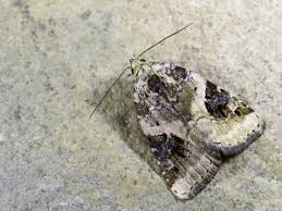 Attēlu rezultāti vaicājumam “Pseudeustrotia candidula”