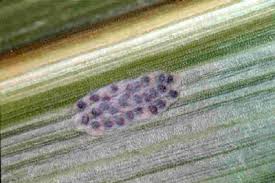 Attēlu rezultāti vaicājumam “Euura brevicornis larva”