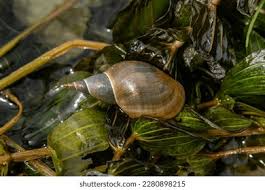 Attēlu rezultāti vaicājumam “Lymnaeidae”