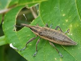 Attēlu rezultāti vaicājumam “Lixus iridis”