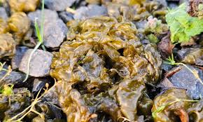 Attēlu rezultāti vaicājumam “Nostoc commune”