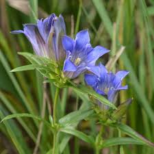 Attēlu rezultāti vaicājumam “Gentiana pneumonanthe flower”