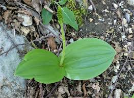 Attēlu rezultāti vaicājumam “Listera ovata”