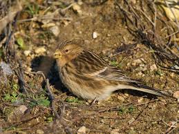 Image result for twite photo