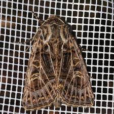 Attēlu rezultāti vaicājumam “Tholera decimalis male”