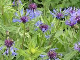 Image result for Flockenblume