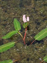 Attēlu rezultāti vaicājumam “Polygonum amphibium”