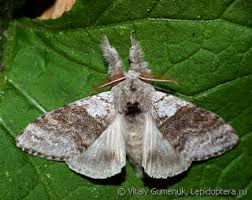 Attēlu rezultāti vaicājumam “Calliteara pudibunda”