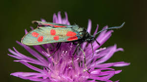 Attēlu rezultāti vaicājumam “Zygaena filipendulae”
