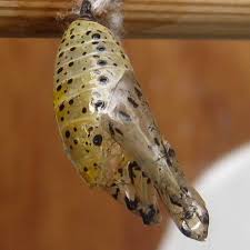 Attēlu rezultāti vaicājumam “Nymphalis pupa”