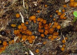 Attēlu rezultāti vaicājumam “Cheilymenia stercorea”