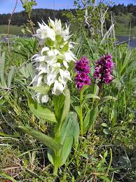 Attēlu rezultāti vaicājumam “Dactylorhiza cruenta flower”
