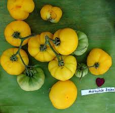 Afbeeldingsresultaat voor marmande jaune tomato