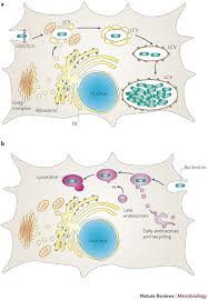 Attēlu rezultāti vaicājumam “Leiocolea rutheana cells”