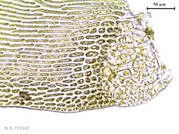 Attēlu rezultāti vaicājumam “Isothecium alopecuroides”