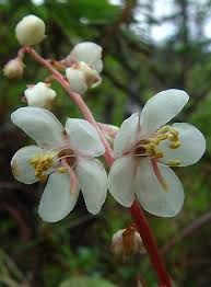 Attēlu rezultāti vaicājumam “Pyrolaceae”