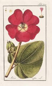 Image result for Stockrose