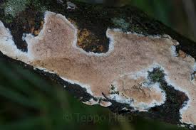 Attēlu rezultāti vaicājumam “Ceriporiopsis resinascens”