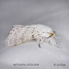 Attēlu rezultāti vaicājumam “Cribraria macrocarpa young”