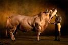 Bigger, Stronger, Faster - The Side Effects Of Being American
