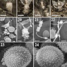Attēlu rezultāti vaicājumam “Perichaena sp.”