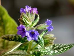 Attēlu rezultāti vaicājumam “Pulmonaria saccharata”