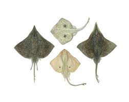 Image result for Rostroraja alba