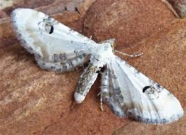 Attēlu rezultāti vaicājumam “Eupithecia centaureata”