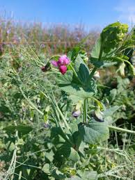 Attēlu rezultāti vaicājumam “Pisum sativum flower”