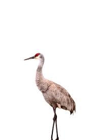 Image result for Grus canadensis