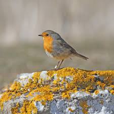 Attēlu rezultāti vaicājumam “Erithacus rubecula adult”