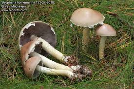 Attēlu rezultāti vaicājumam “Stropharia hornemannii”