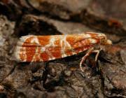 Attēlu rezultāti vaicājumam “Rhyacionia pinicolana”