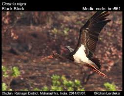 Attēlu rezultāti vaicājumam “Ciconia nigra adult”
