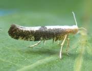 Attēlu rezultāti vaicājumam “Argyresthia spinosella”
