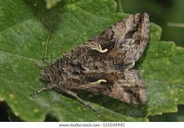 Attēlu rezultāti vaicājumam “Autographa gamma”