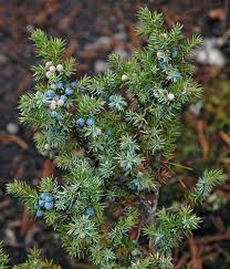 Attēlu rezultāti vaicājumam “Juniperus communis”