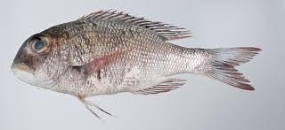 Image result for Monotaxis grandoculis