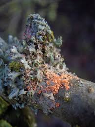 Attēlu rezultāti vaicājumam “Erythricium aurantiacum”